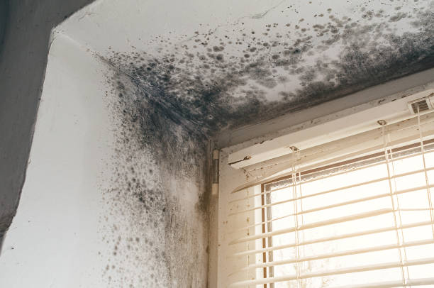 Affordable Attic Mold Remediation solutions in Kenilworth, IL