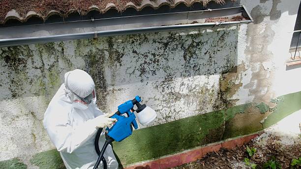 Top rated local Attic Mold Remediation specialists in Kenilworth, IL